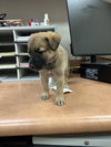 adoptable Dog in  named KEANU
