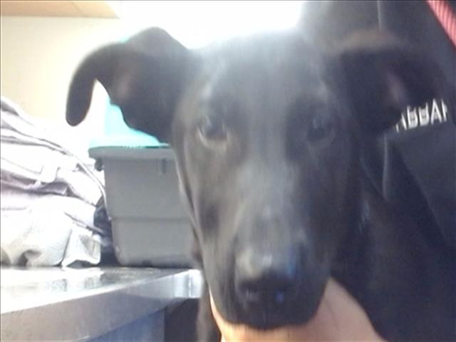adoptable Dog in Sacramento, CA named *LINKIN