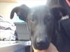 adoptable Dog in  named *LINKIN