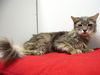 adoptable Cat in  named RIO