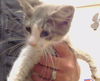 adoptable Cat in  named A898025