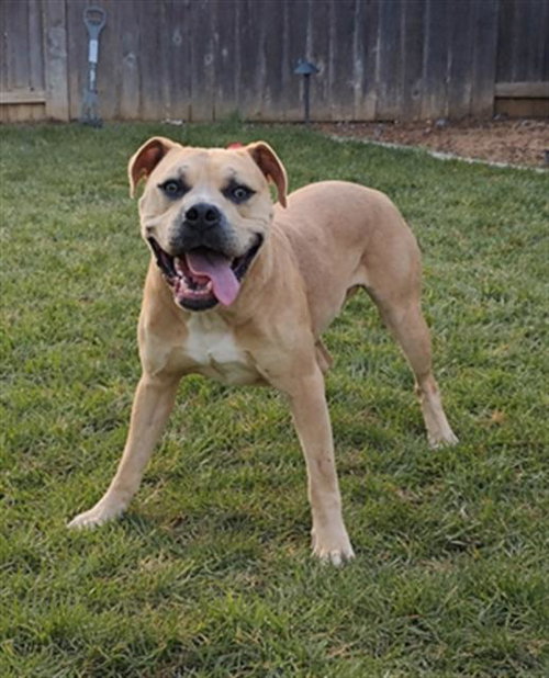 picture of the dog needing adoption