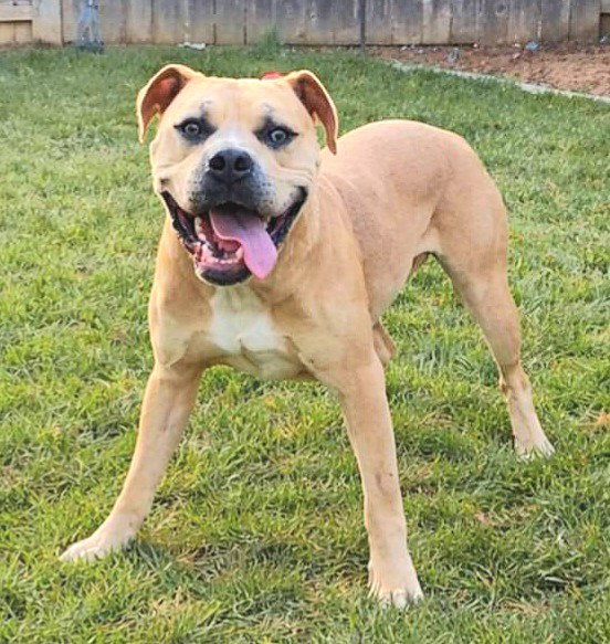 *PUPPERONI, a adult male Pit Bull Terrier Mix