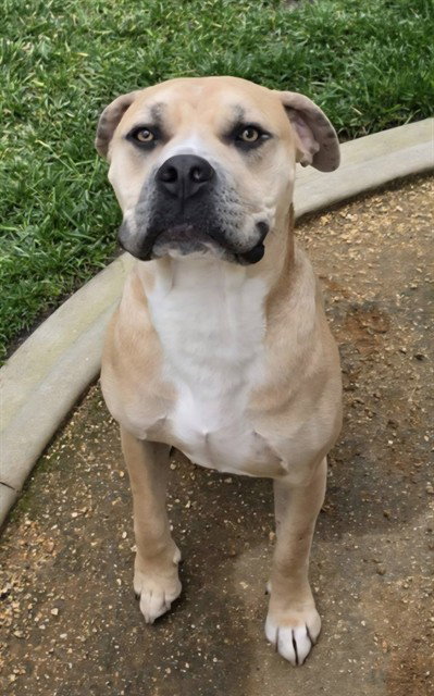 *PUPPERONI - Pit Bull Terrier available for adoption