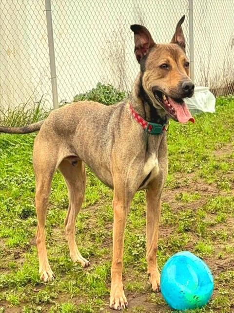 CHUPEY - Plott Hound / Doberman Pinscher available for adoption