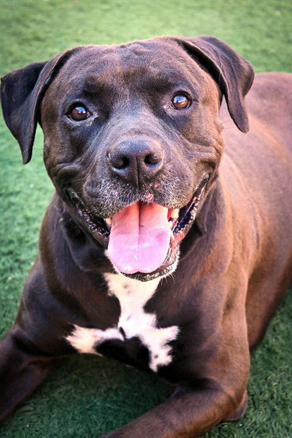 *BUTCH, an adoptable Pit Bull Terrier in Sacramento, CA