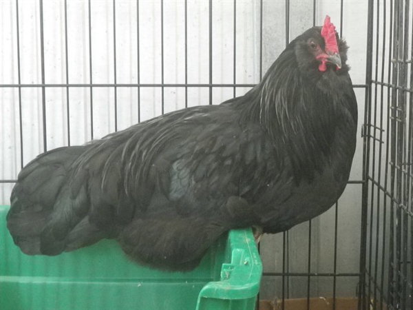 *BIRD PITT