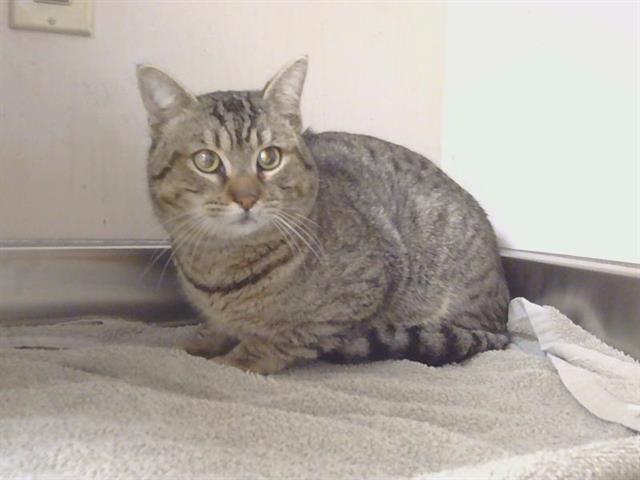 *LOGAN (GARDEN CAT)