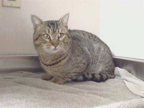 picture of the cat needing adoption