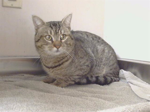 *LOGAN (GARDEN CAT)