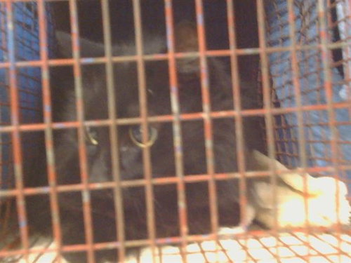 picture of the cat needing adoption