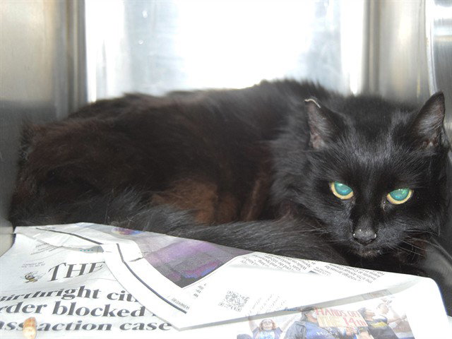 *JADE (GARDEN CAT) Image