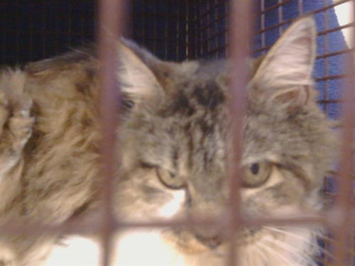 picture of the cat needing adoption