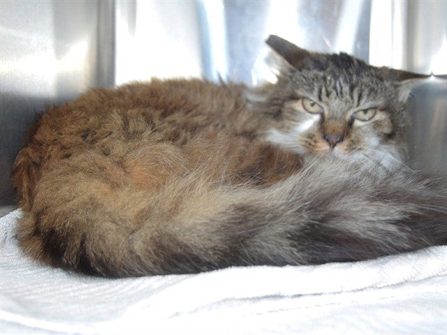 *BETSY (GARDEN CAT) Image