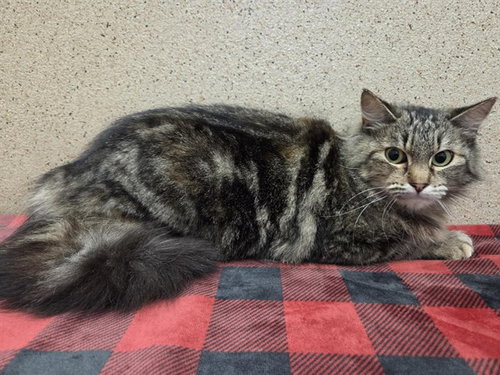 picture of the cat needing adoption