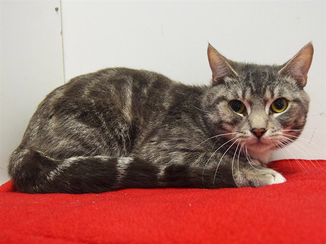 MR MITTENS Image