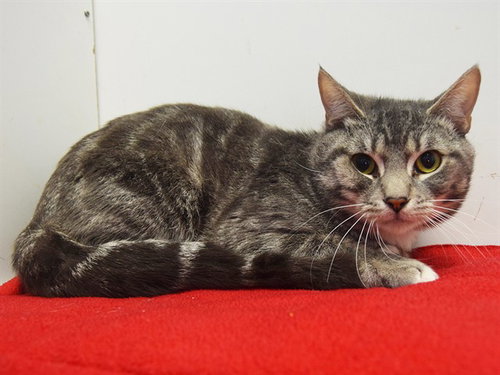 picture of the cat needing adoption