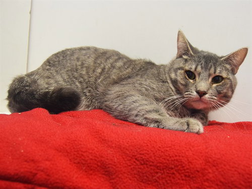picture of the cat needing adoption