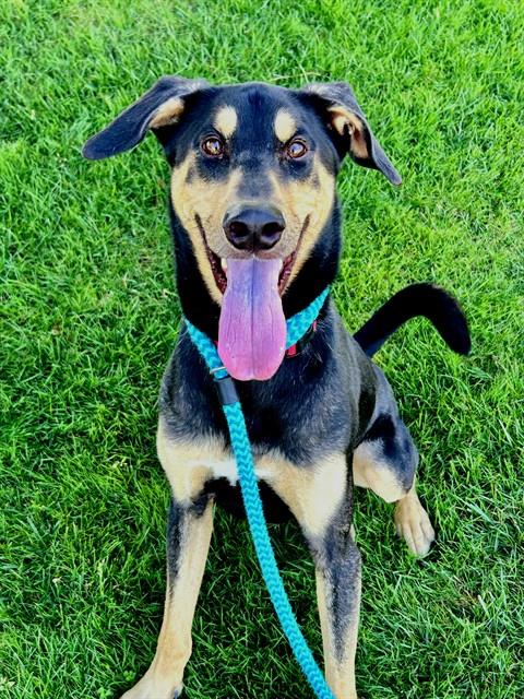 *AIDAN, an adoptable Doberman Pinscher in Sacramento, CA