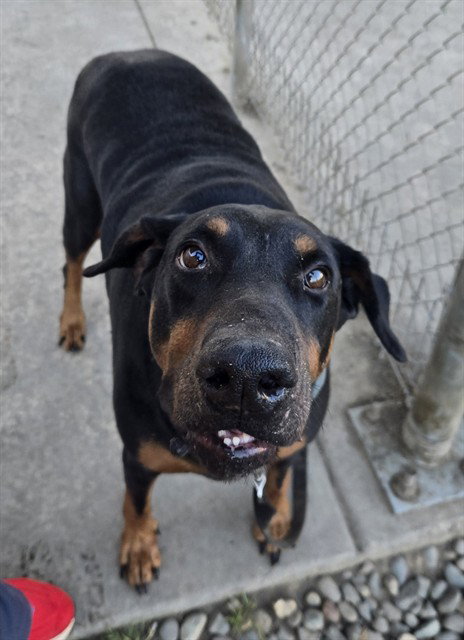 picture of the dog needing adoption