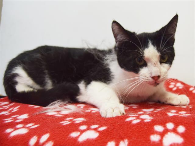 *MACY Image