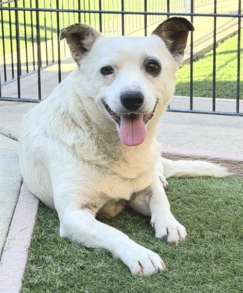 picture of the dog needing adoption