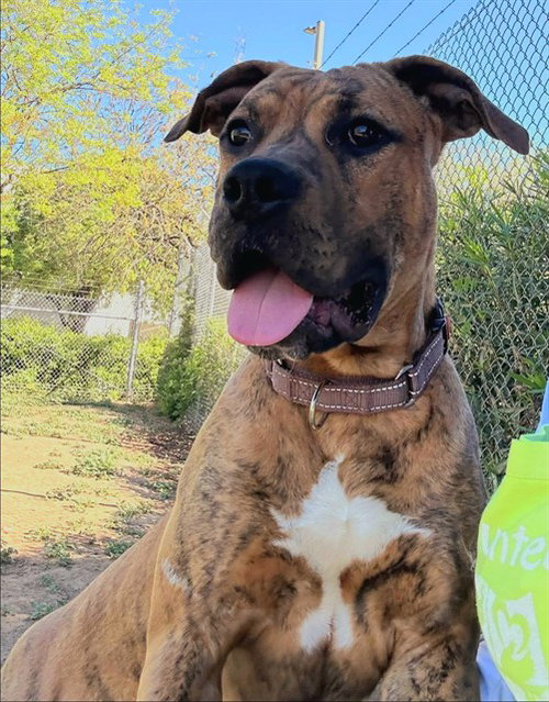 picture of the dog needing adoption