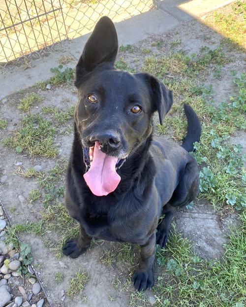 BENNY - German Shepherd Dog for adoption in Roseville