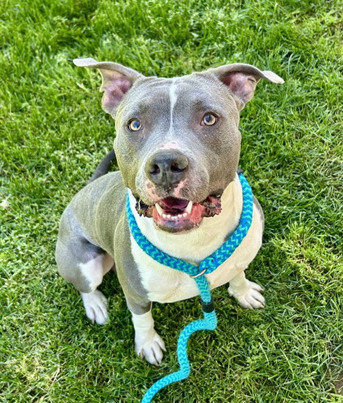 *LOUIE - Pit Bull Terrier for adoption in Roseville
