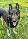 *ORSON - Photo 1