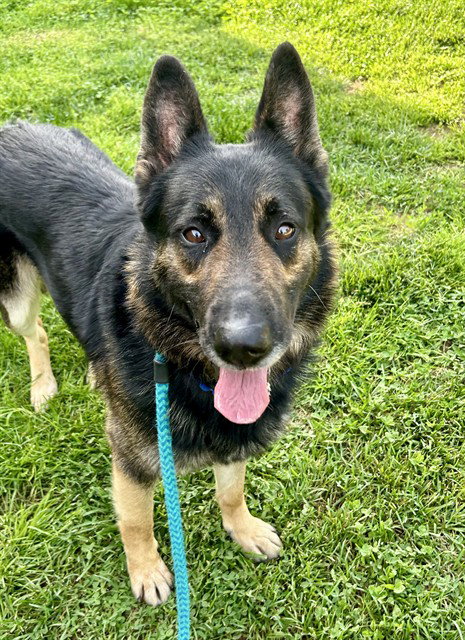 *ORSON - German Shepherd Dog for adoption in Roseville