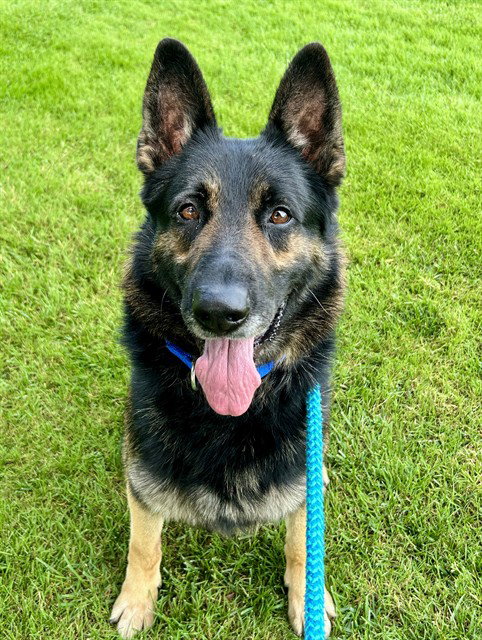 picture of the dog needing adoption