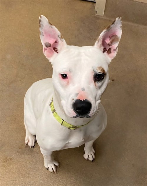 picture of the dog needing adoption