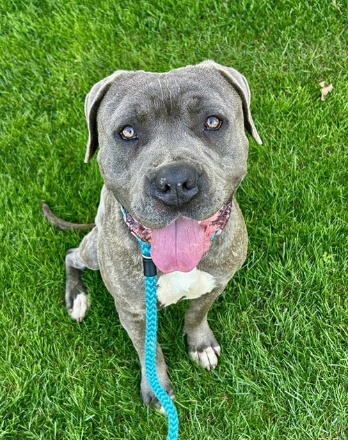 *ZACHARY, an adoptable Pit Bull Terrier in Sacramento, CA