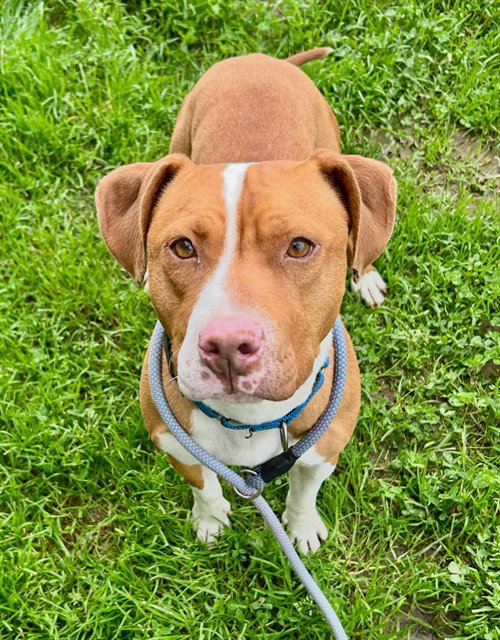 *AMBER, an adoptable Pit Bull Terrier in Sacramento, CA