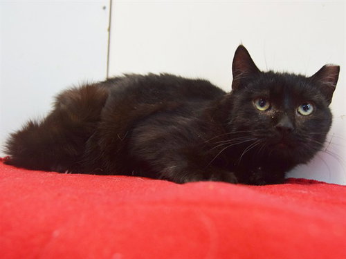 *MURPHY, an adoptable Domestic Medium Hair in Sacramento, CA