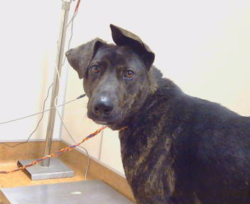 *JANUARY, an adoptable Labrador Retriever in Sacramento, CA