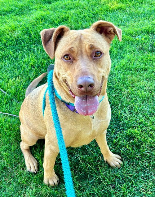 picture of the dog needing adoption
