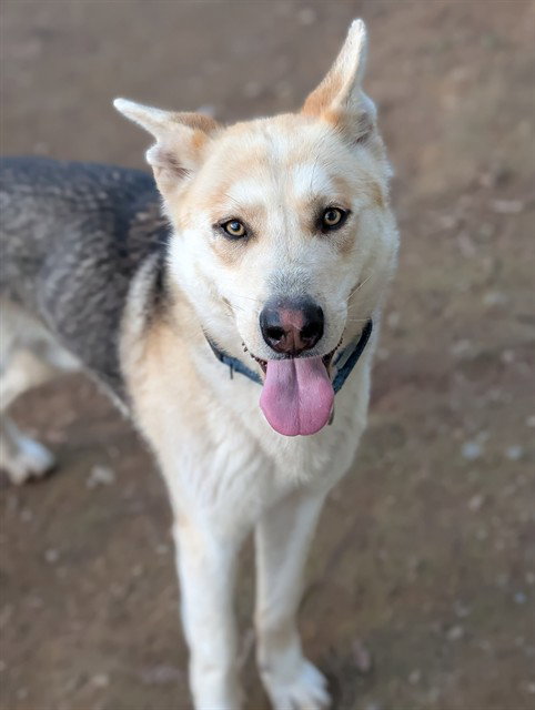 picture of the dog needing adoption
