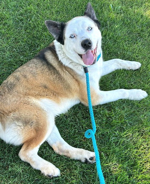 TAIO, an adoptable Akita in Sacramento, CA