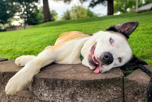 picture of the dog needing adoption