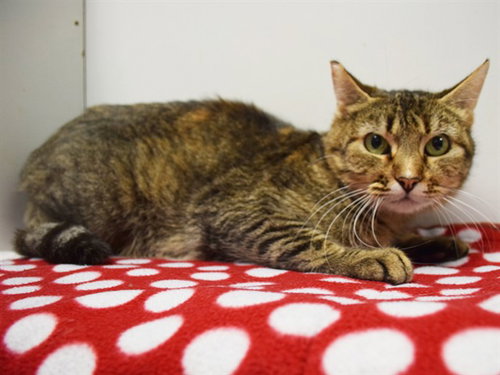 *SYBIL, an adoptable Domestic Medium Hair in Sacramento, CA