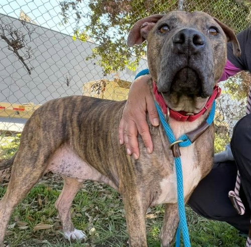 picture of the dog needing adoption