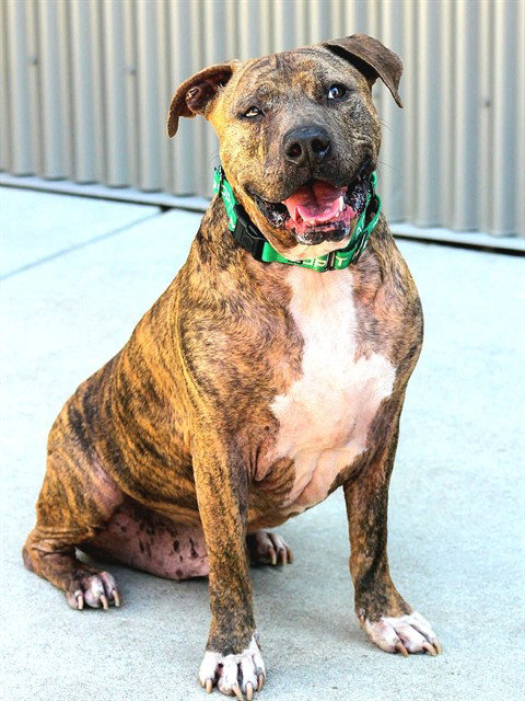 RED, a senior male Pit Bull Terrier