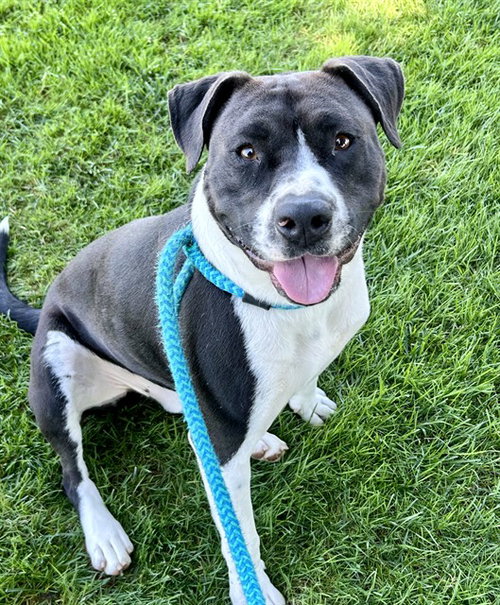 NICKO, an adoptable Pit Bull Terrier in Sacramento, CA