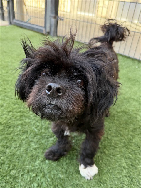 BRODY, an adoptable Pekingese in Sacramento, CA