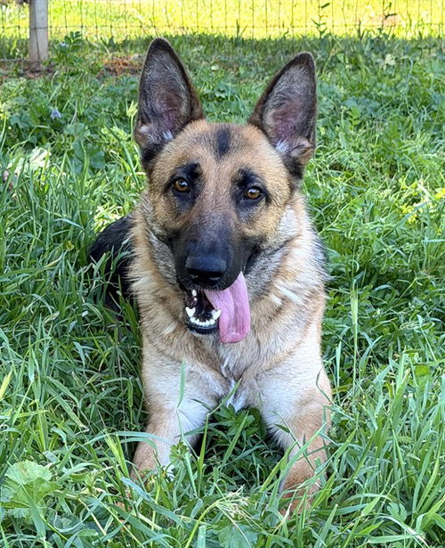 *LENA, an adoptable German Shepherd Dog in Sacramento, CA