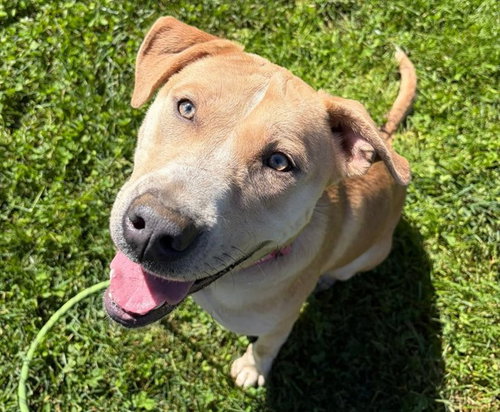 BUTTERSCOTCH, an adoptable Labrador Retriever in Sacramento, CA