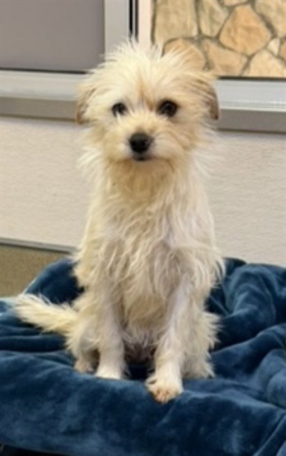 *MIKITA, an adoptable Cairn Terrier in Sacramento, CA