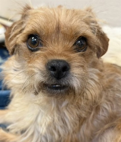 *ALVIDA, an adoptable Cairn Terrier in Sacramento, CA